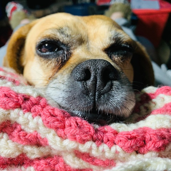 Meet your Posher, Sue - Picture 1 of 1